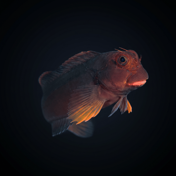 Redlip Blenny Atlantic / -