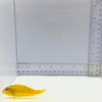 Tahitian Golden Hawkfish — Paracirrhites xanthus