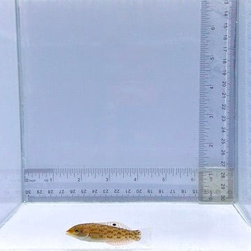 Timor Wrasse Fish – Halichoeres timorensis