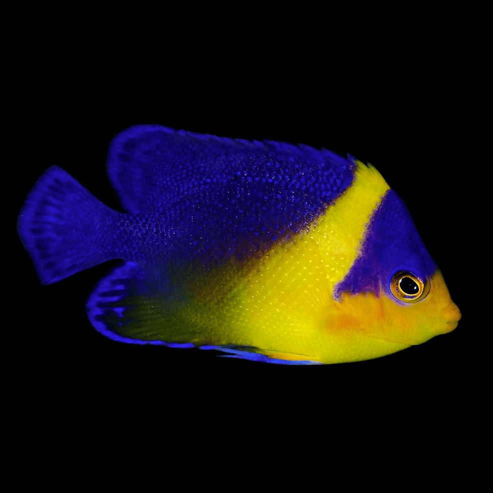 Venustus Angelfish - Paracentropyge venustus