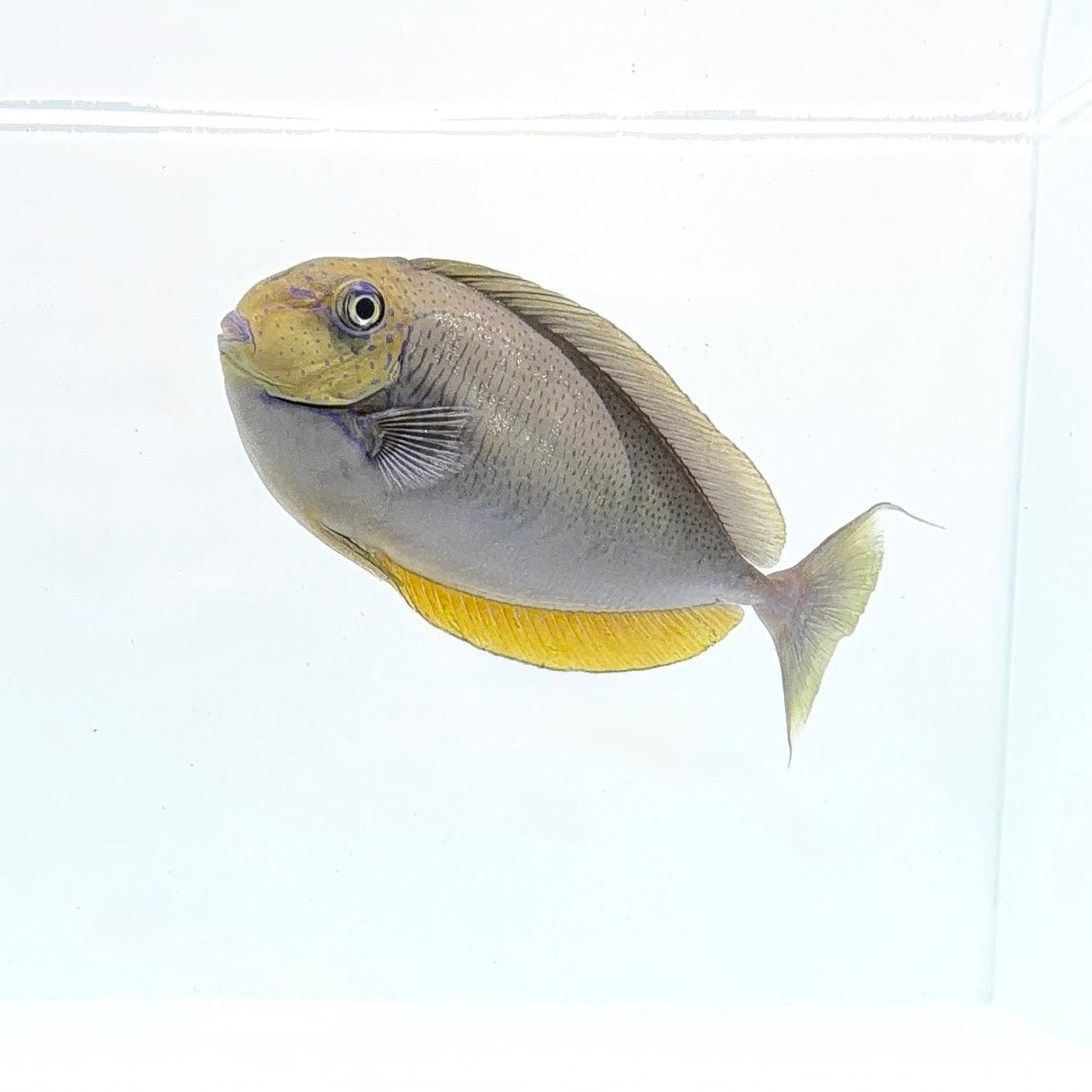 Vlamingii Tang – Naso vlamingii