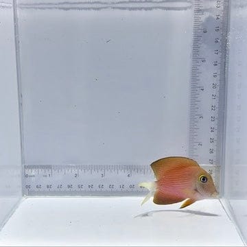 White Tail Bristletooth Tang — Ctenochaetus flavicauda