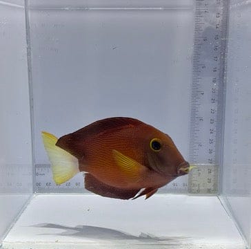 White Tail Bristletooth Tang — Ctenochaetus flavicauda