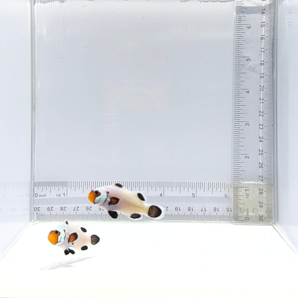 Wyoming White Clownfish Pair – Amphiprion ocellaris