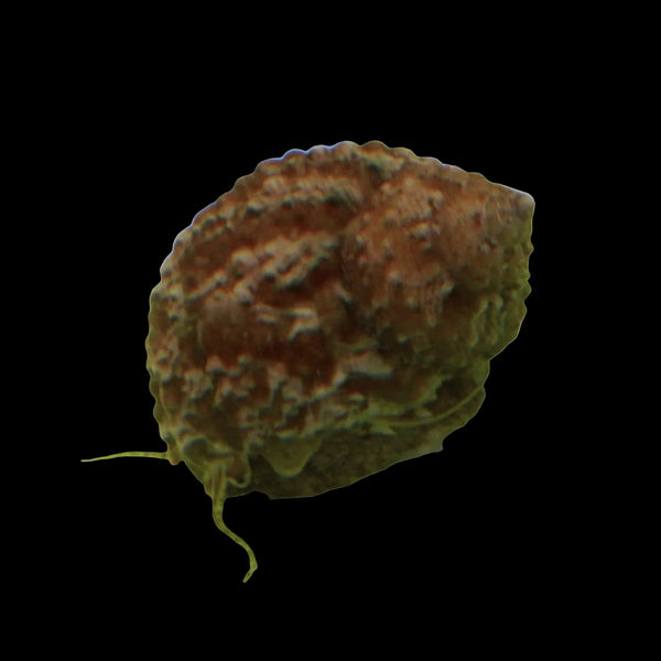 Chestnut Snail
