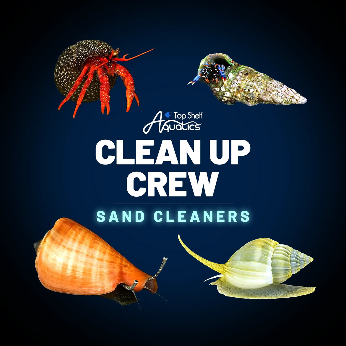 Clean Up Crew Invertebrate Pack – Sand Cleaners
