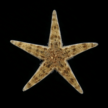 Sand Sifting Starfish