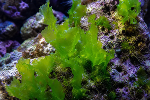 Ulva algea reef pest identification image