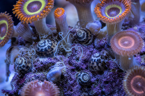 Zoa Eating Sundial Snails reef pest identification image