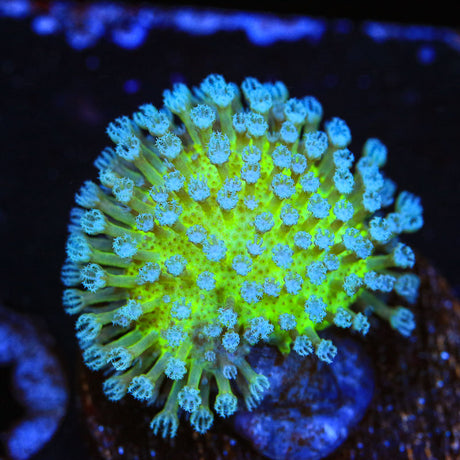 Japanese Toadstool Leather Coral - Top Shelf Aquatics