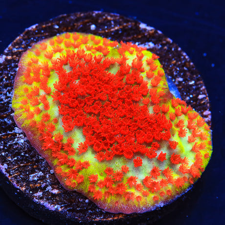 TSA Chili Pepper Montipora Coral - Top Shelf Aquatics