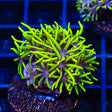Green Star Polyps Coral - Top Shelf Aquatics