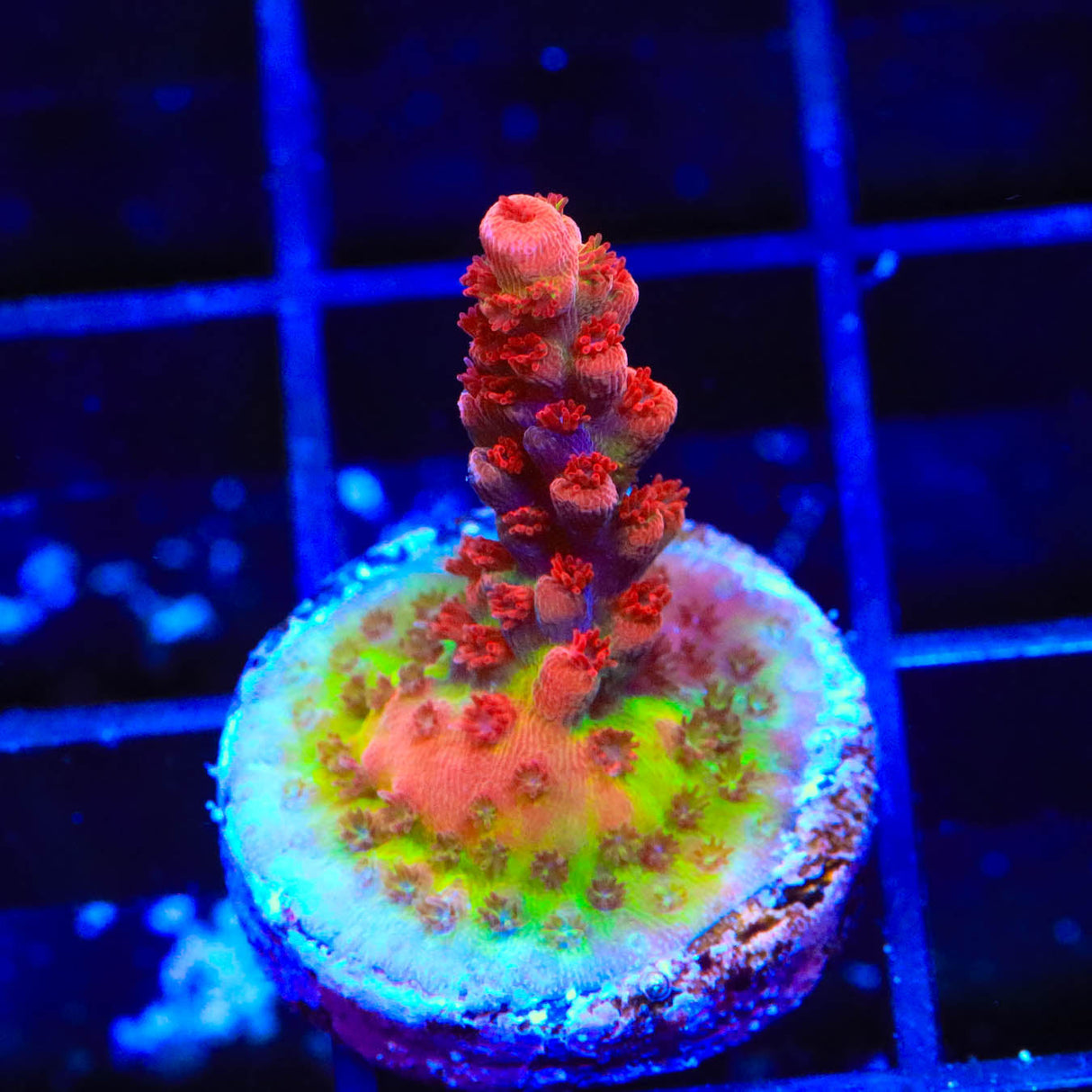 CB Maleficent Acropora Coral - Top Shelf Aquatics