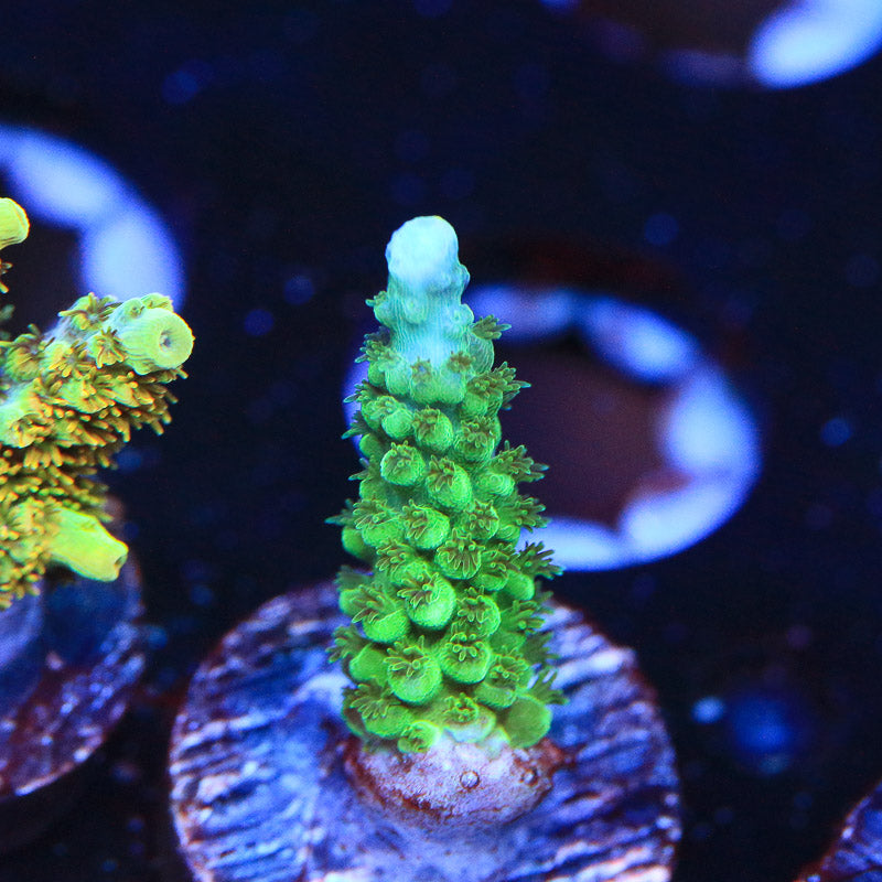 Green Gem Acropora (North Carolina Aquarium at Fort Fisher) · iNaturalist
