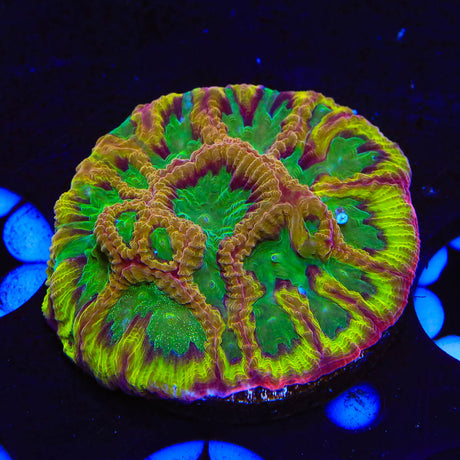 TSA Pandemic Favia Coral - Top Shelf Aquatics