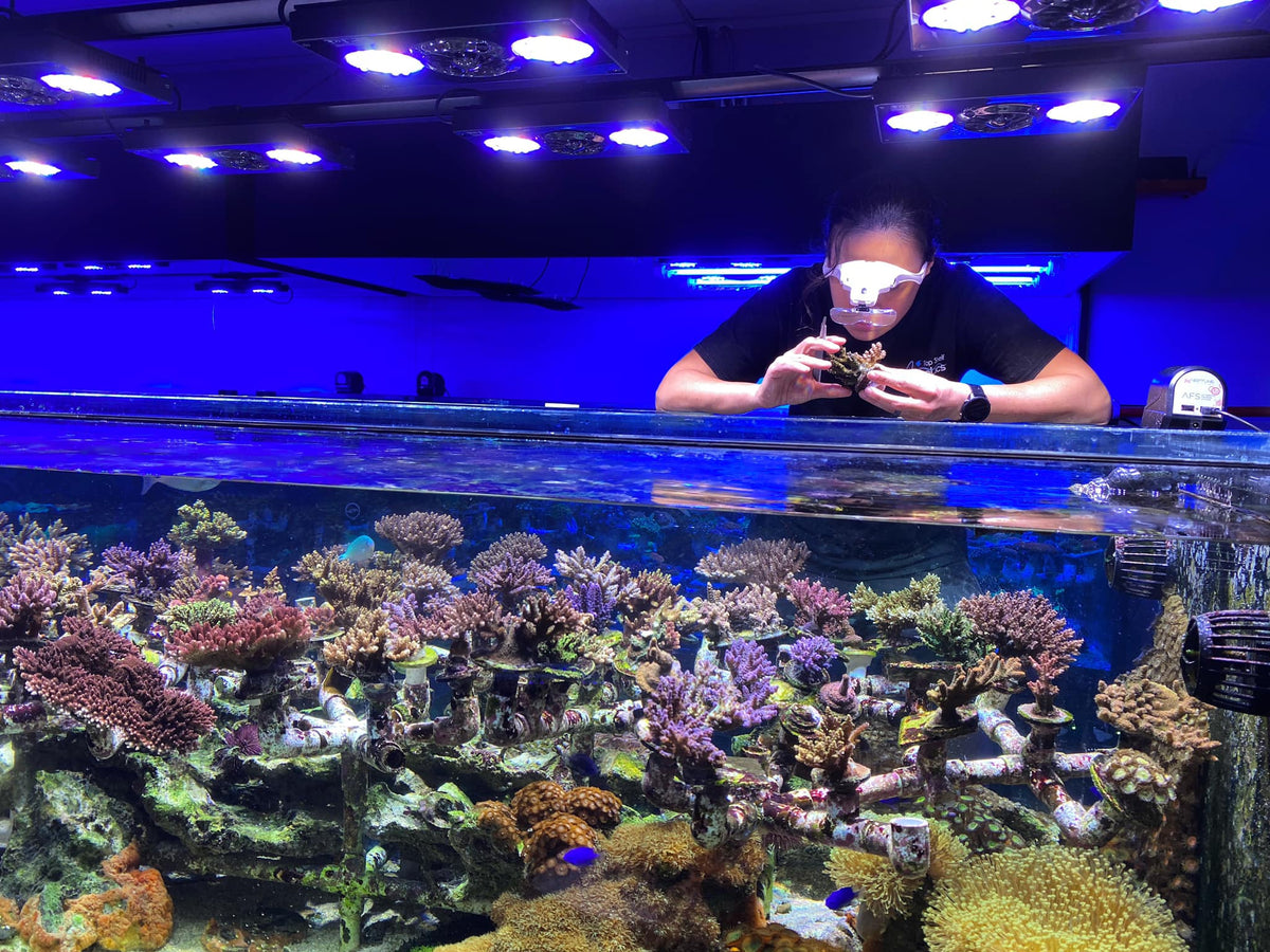 View of Intro to Lighting! Learning the Basics of Saltwater Aquarium Lighting ...