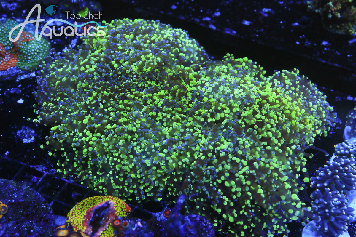 Coral Care Series: Frogspawn Coral & Octospawn Coral – Top Shelf Aquatics