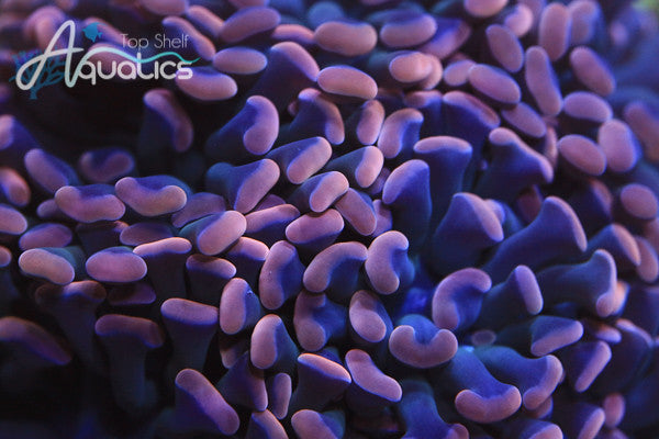 Coral Care Series: Hammers