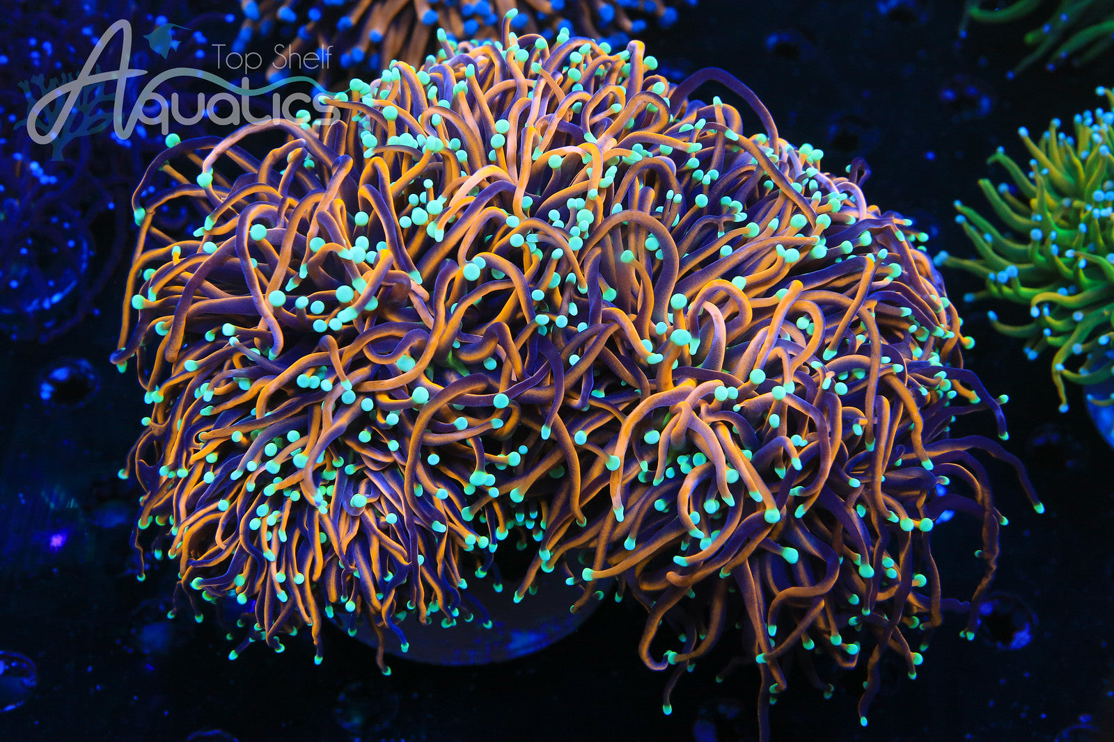 Coral Care Series: Torches