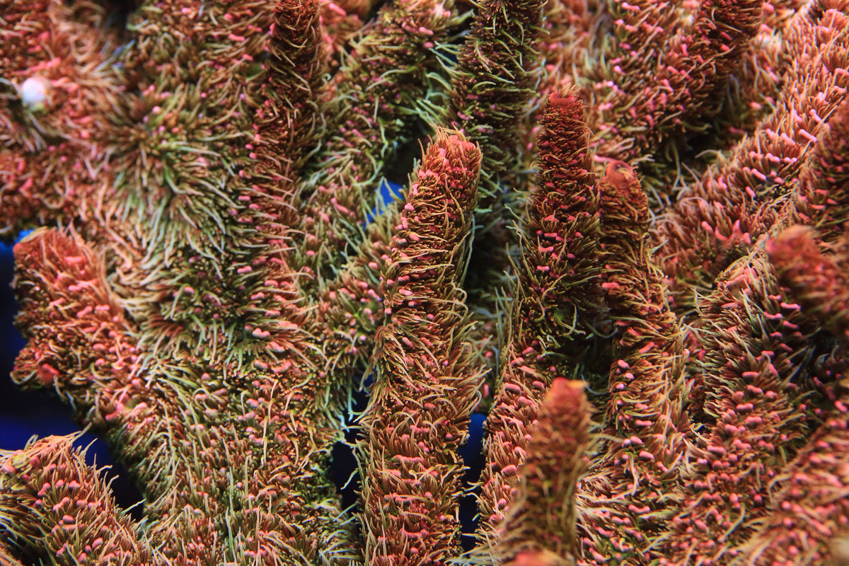Everything You Need to Know About Live Rock for Your Saltwater Aquariu ...