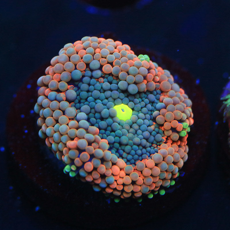 Coral Care Series: Mushroom Corals