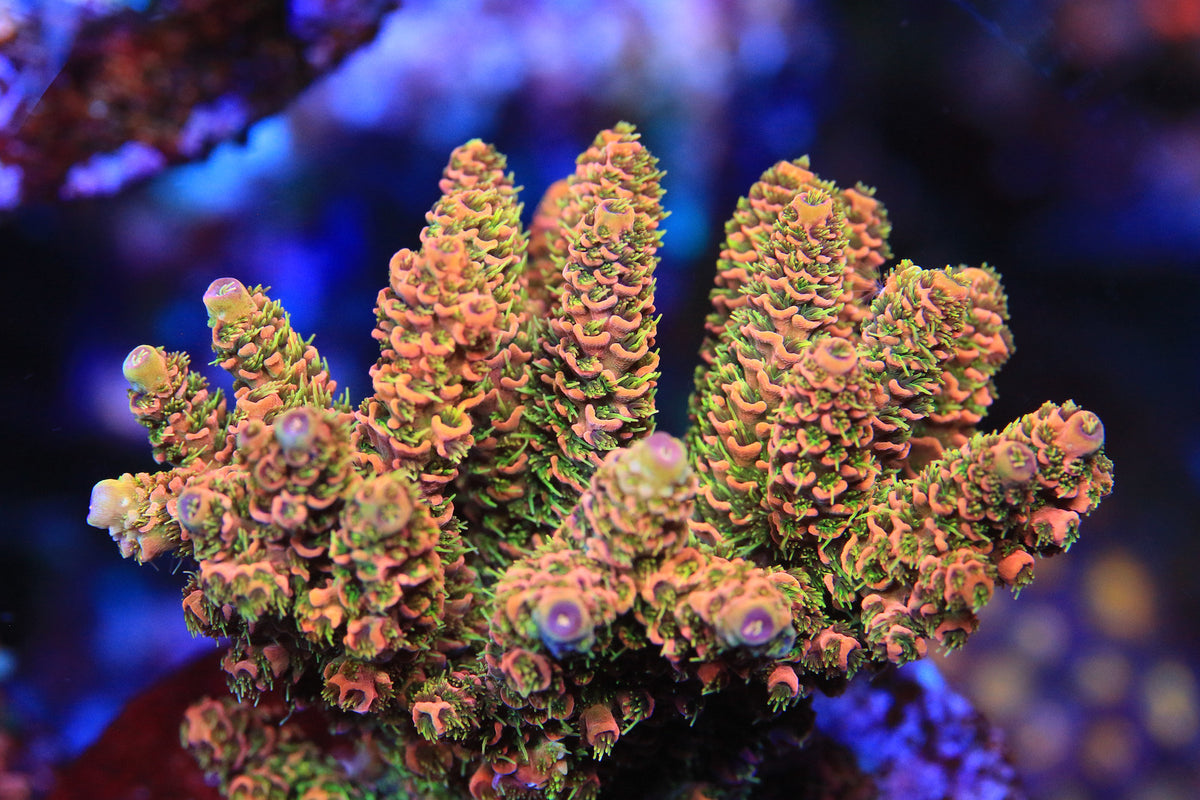 Visual Reference: What Is The Best Lighting For Reef Aquariums