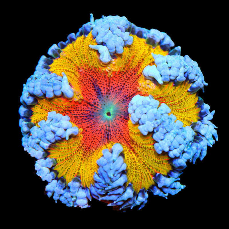 How to Care for Rock Flower Anemones (Complete Guide for Reef Hobbyists)