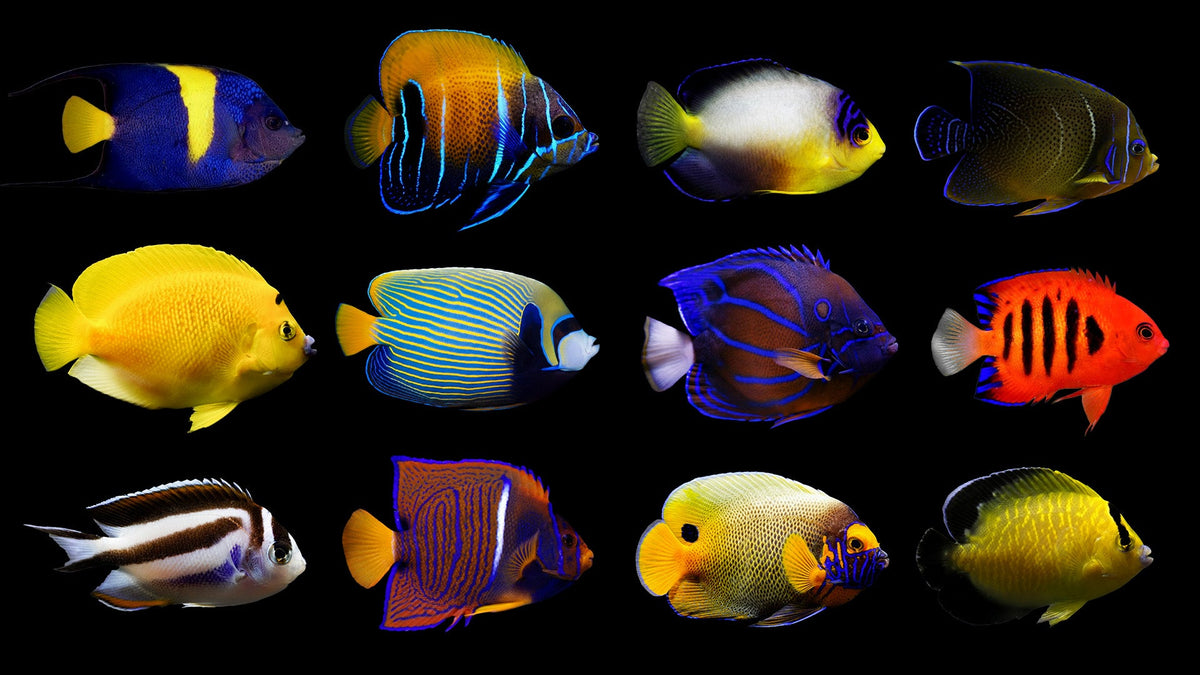 Saltwater Angelfish Care Guide: Dwarf vs Large Angelfish, Reef Safety ...