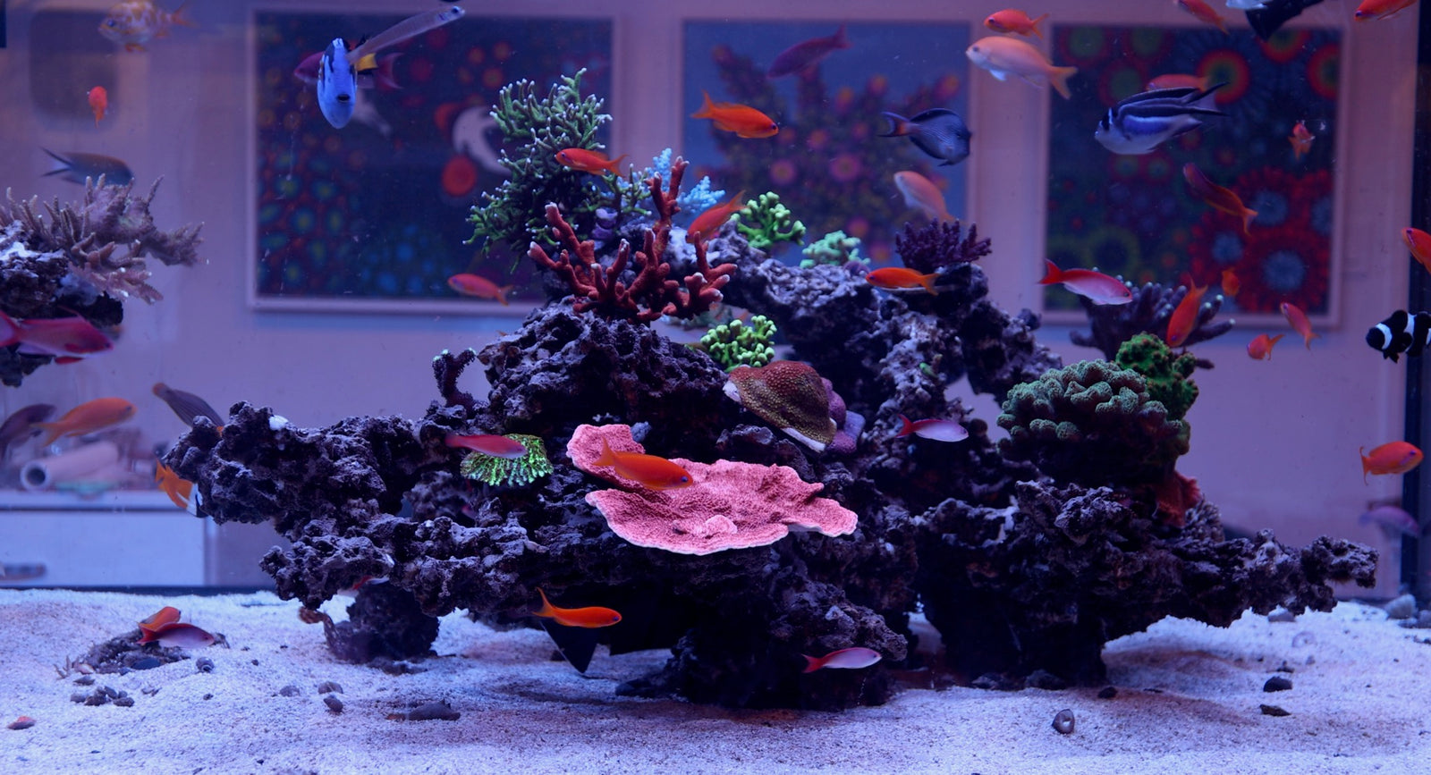 Anthias Species Care 101: Everything You Need to Know