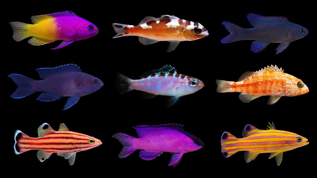 Basslets and Grammas Care Guide: Compatibility, Feeding and Best Species