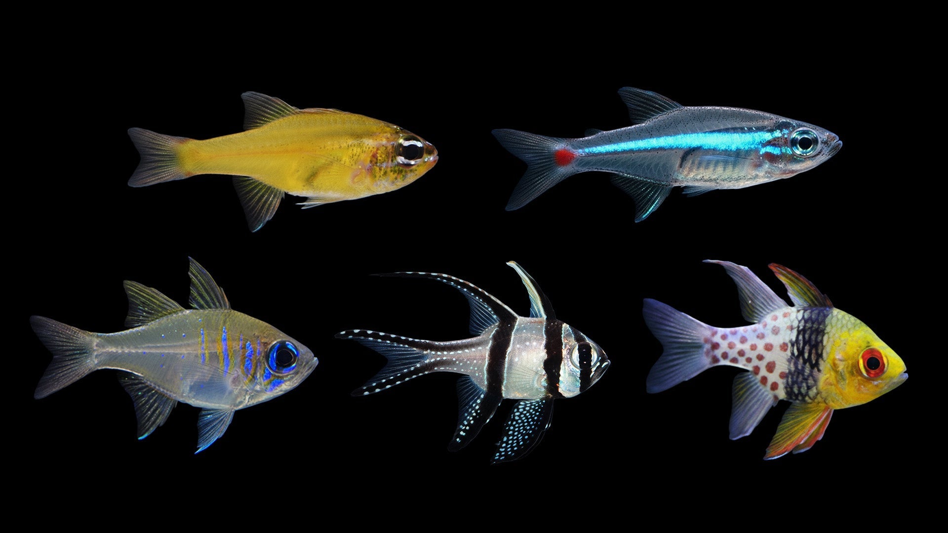 Cardinalfish Care Guide: Pairs vs Groups, Feeding and Behavior – Top ...