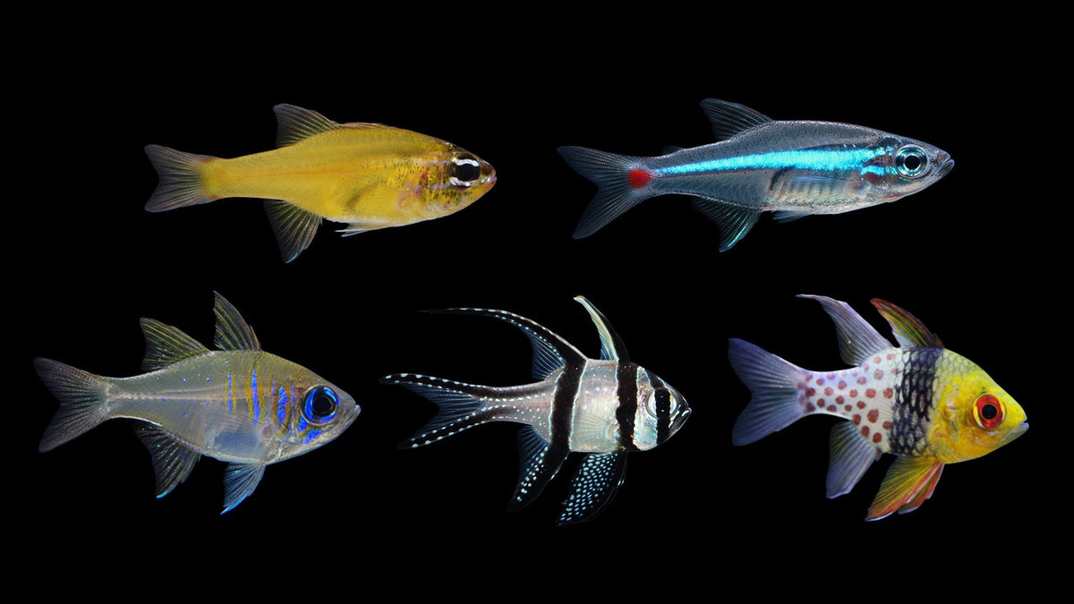 Cardinalfish Care Guide: Pairs vs Groups, Feeding and Behavior – Top ...
