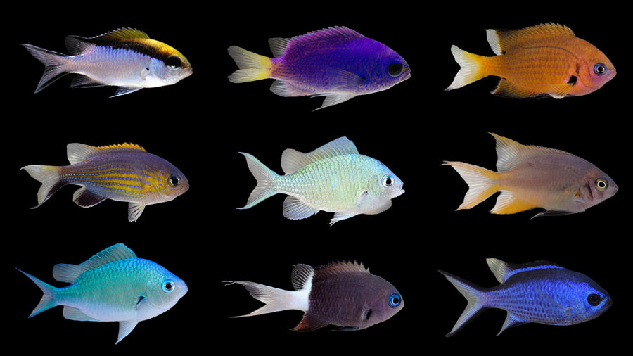 Chromis Care Guide: Schooling Reality, Tank Size and Best Chromis for Reefs