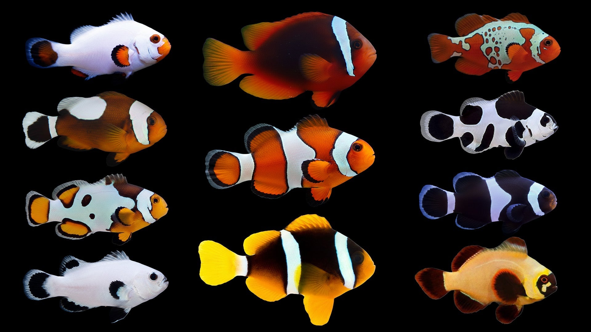 The Ultimate Clownfish Care Guide: Tips to Care for Nemo – Top Shelf Aquatics