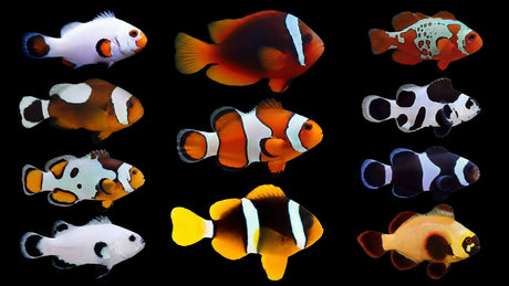 The Ultimate Clownfish Care Guide: Tips to Care for Nemo