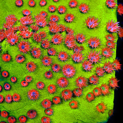 Cyphastrea Coral Care Guide: Lighting, Flow & Placement