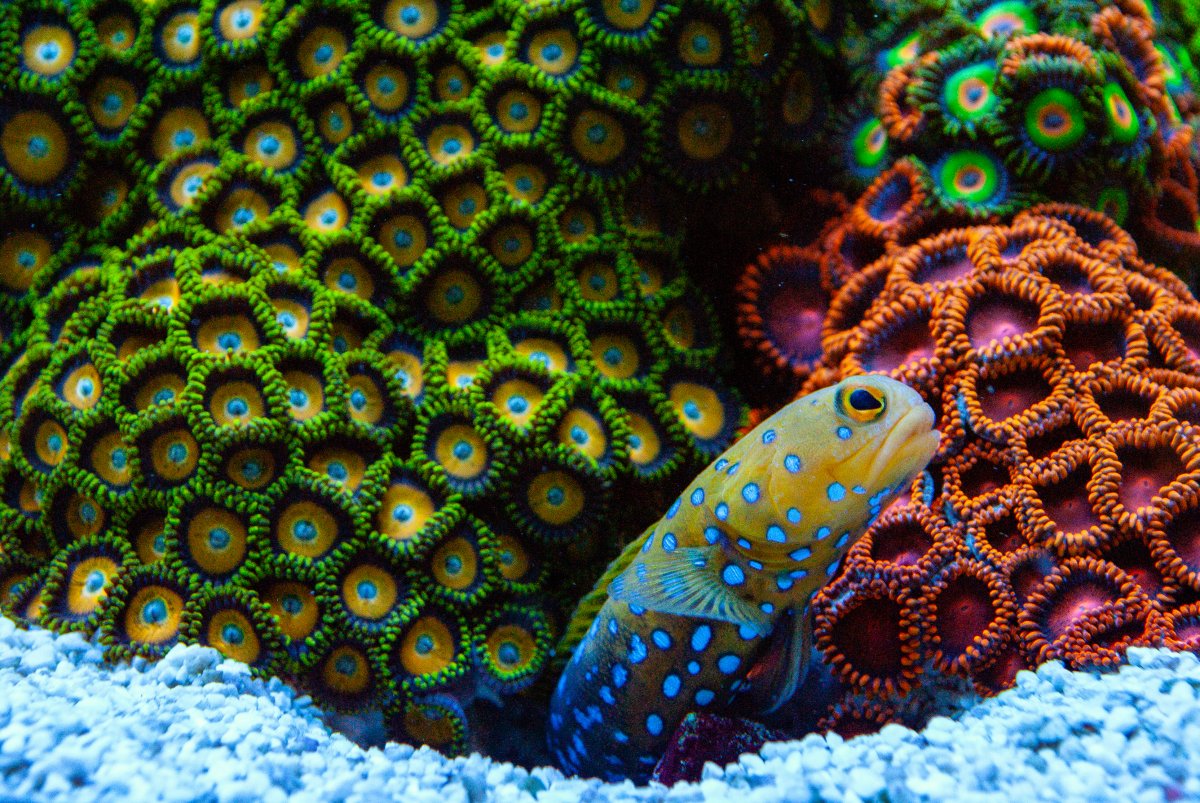 Blue Spotted Jawfish infront of zoanthid garden