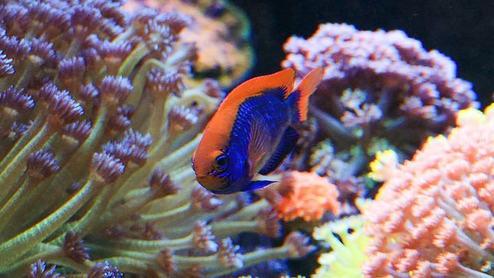 Least Aggressive Damselfish for Reef Aquariums