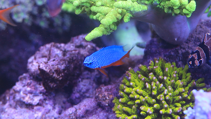 Why Damselfish Become Aggressive Over Time