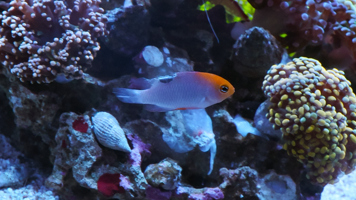 Mastering Damselfish Stocking Order: A Guide to a Harmonious Reef Tank