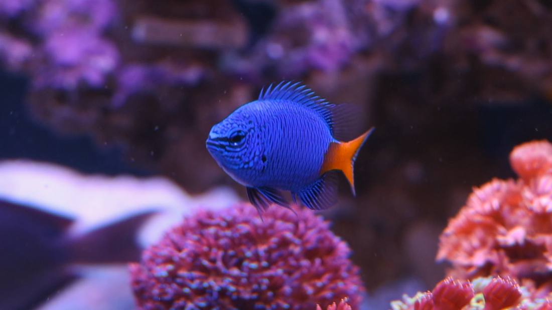 Damsels vs. Clownfish: A Complete Compatibility Guide for Your Reef Tank