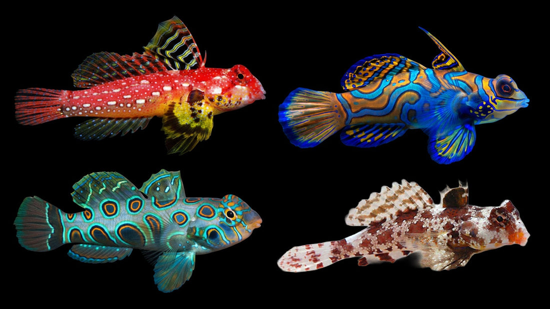 Mandarin and Dragonet Care Guide: Pods, Feeding and Mature Tank Requirements
