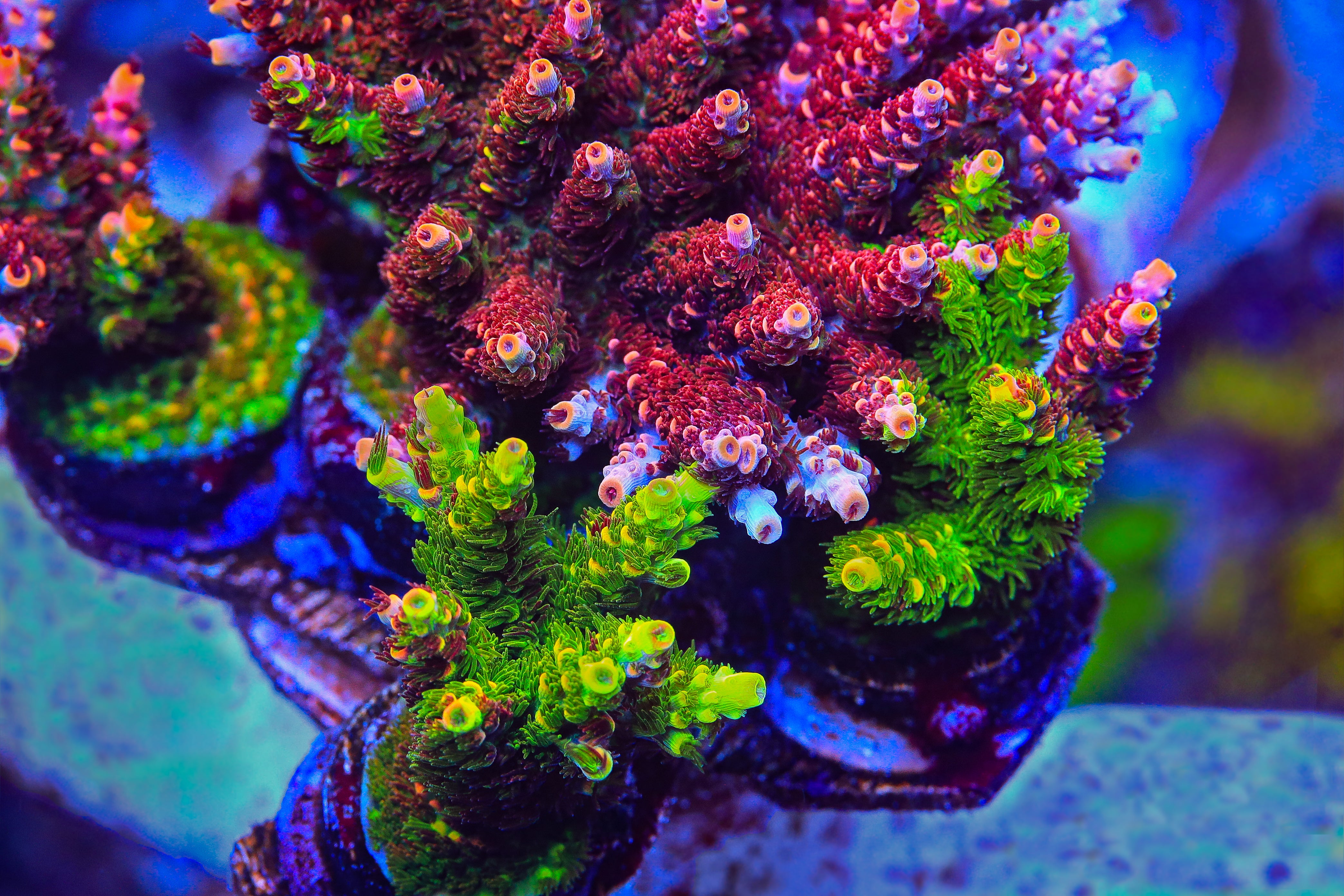 Top 10 High End SPS – Top Shelf Aquatics