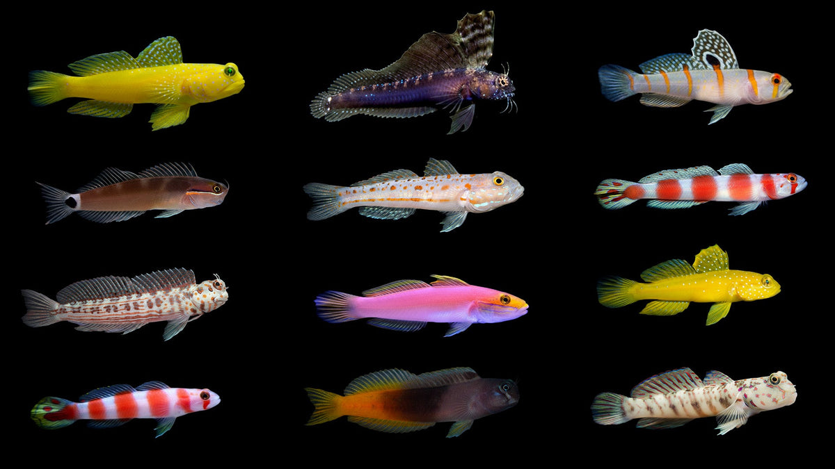 Goby Care Guide: Choosing, Housing & Feeding Gobies in Reef Tanks – Top ...