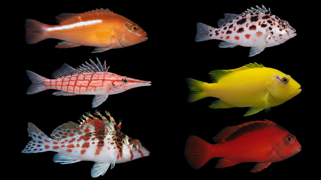 Hawkfish Care Guide: Perching Behavior, Shrimp Safety and Reef Compatibility