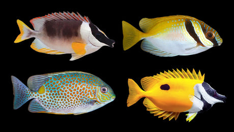 Rabbitfish Care Guide: Reef-Safe Algae Eaters for Serious Hobbyists