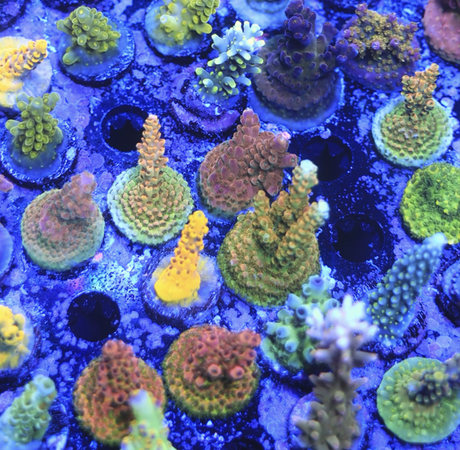 SPS Coral Frags