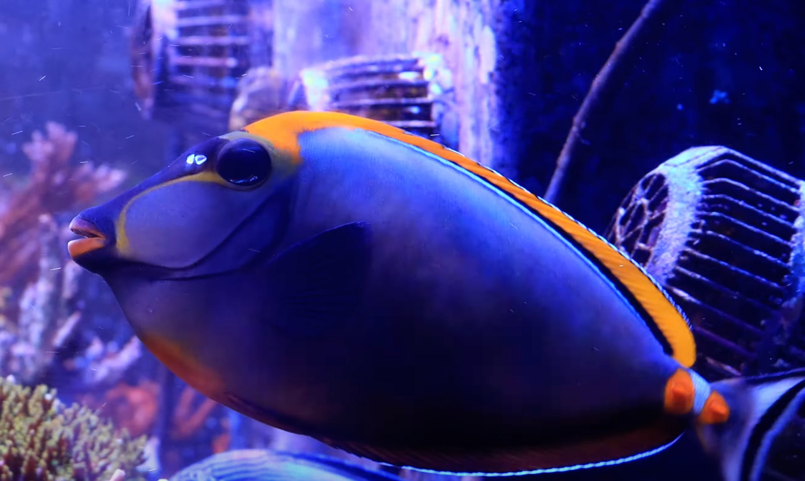 Powerheads for Saltwater Aquariums: Complete Guide to Flow, Placement & Sizing