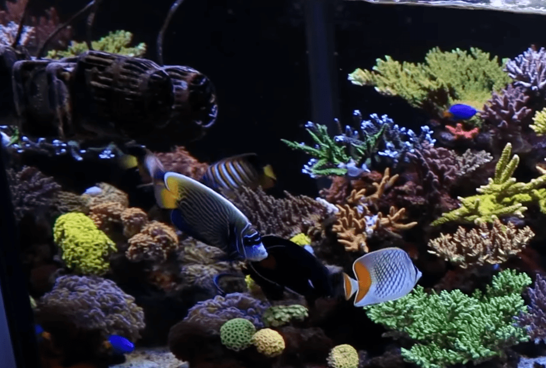 How to Clean and Maintain Your Aquarium Powerheads