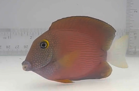 White Tail Bristletooth Tang Care – Tank Setup, Diet & Compatibility